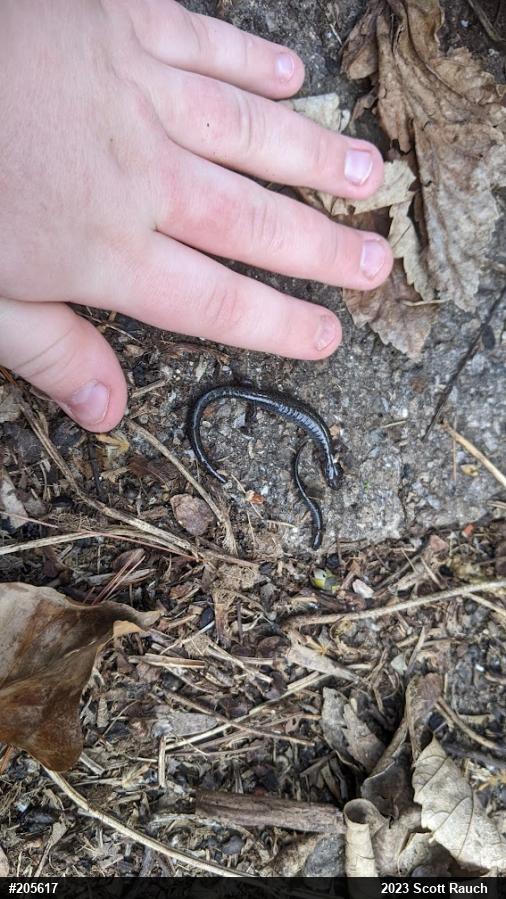 Eastern Red-backed  Salamander