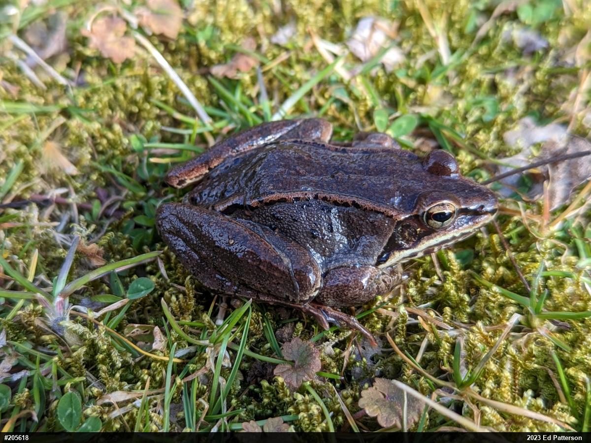Wood Frog