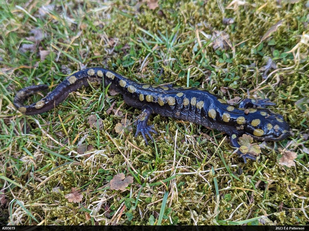 Spotted Salamander