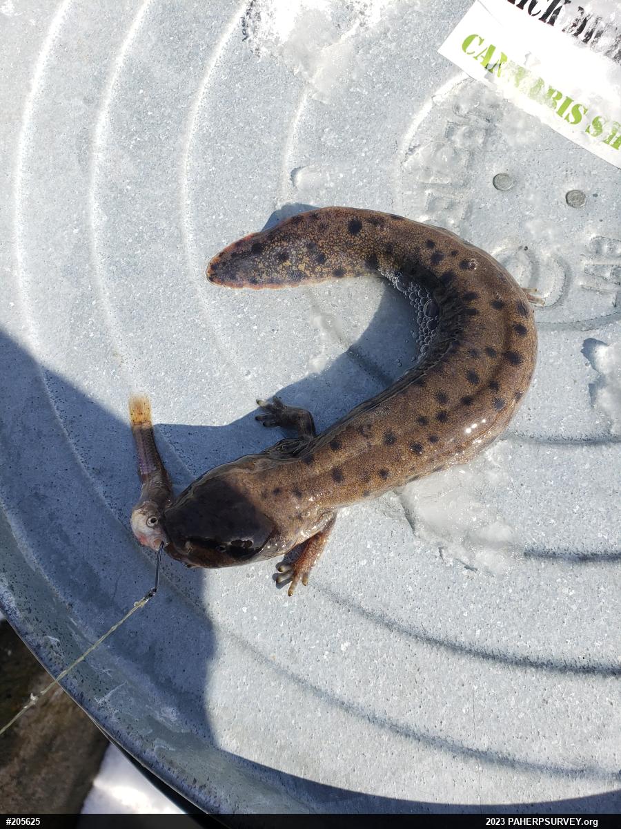 Common Mudpuppy