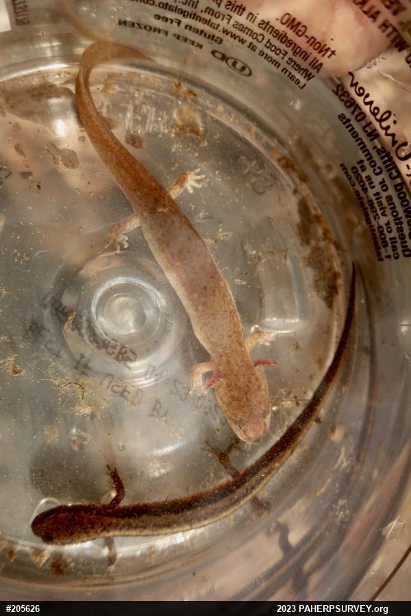 Northern Red Salamander