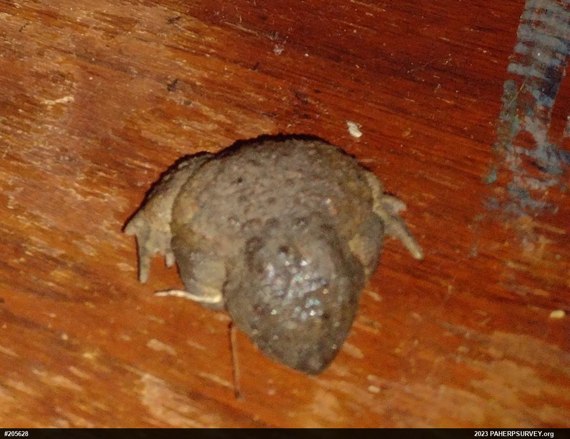 True Toads