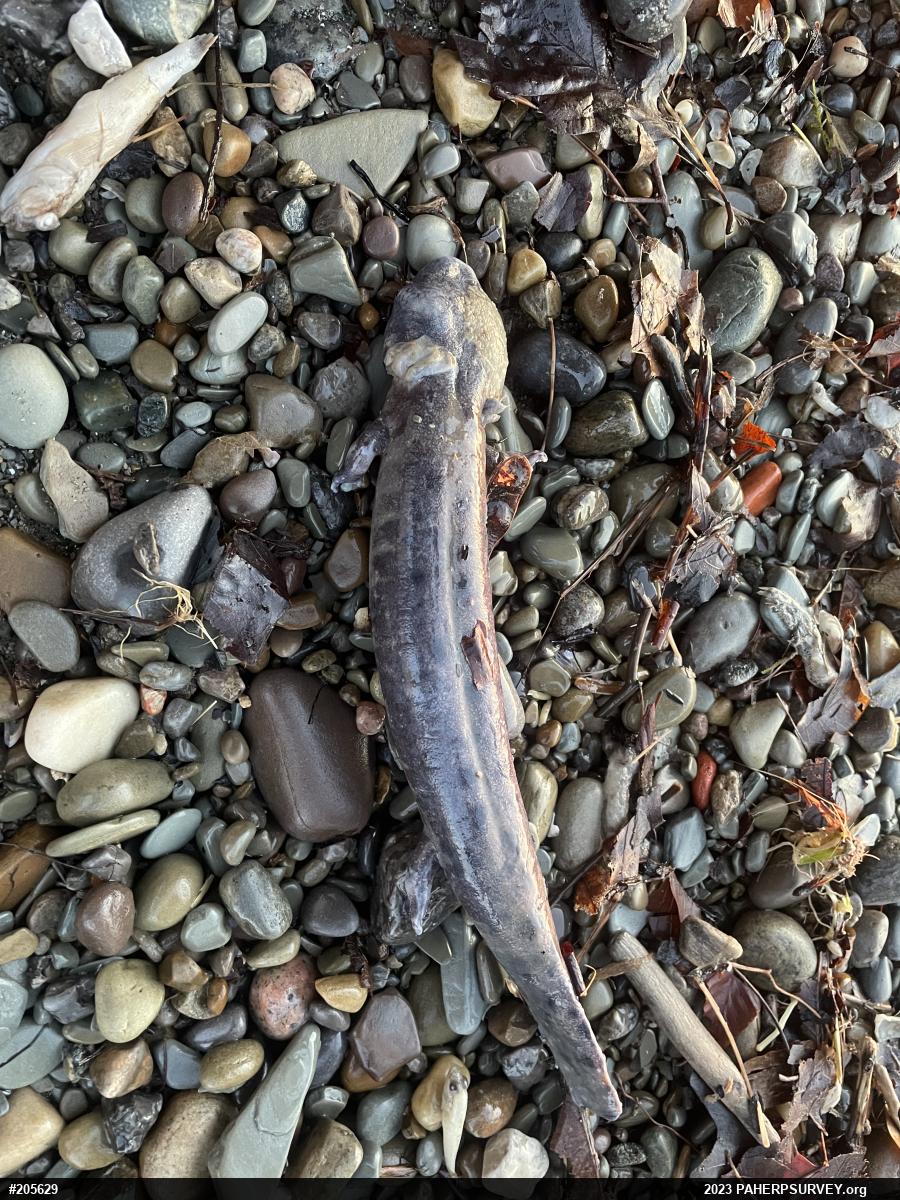 Common Mudpuppy