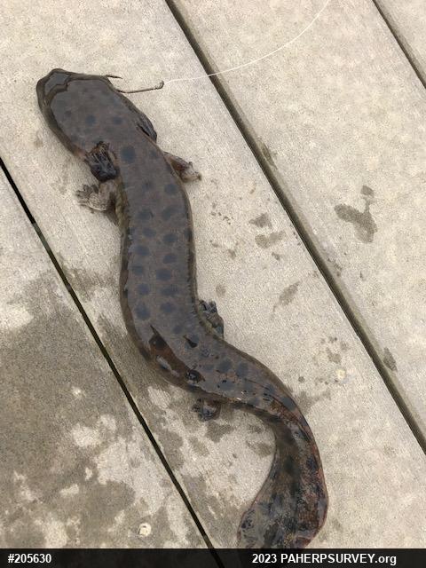 Common Mudpuppy
