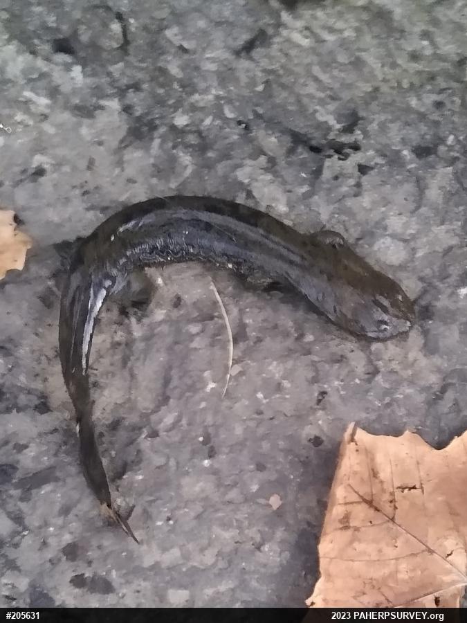 Eastern Hellbender