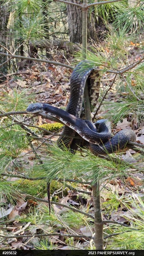 Eastern Ratsnake
