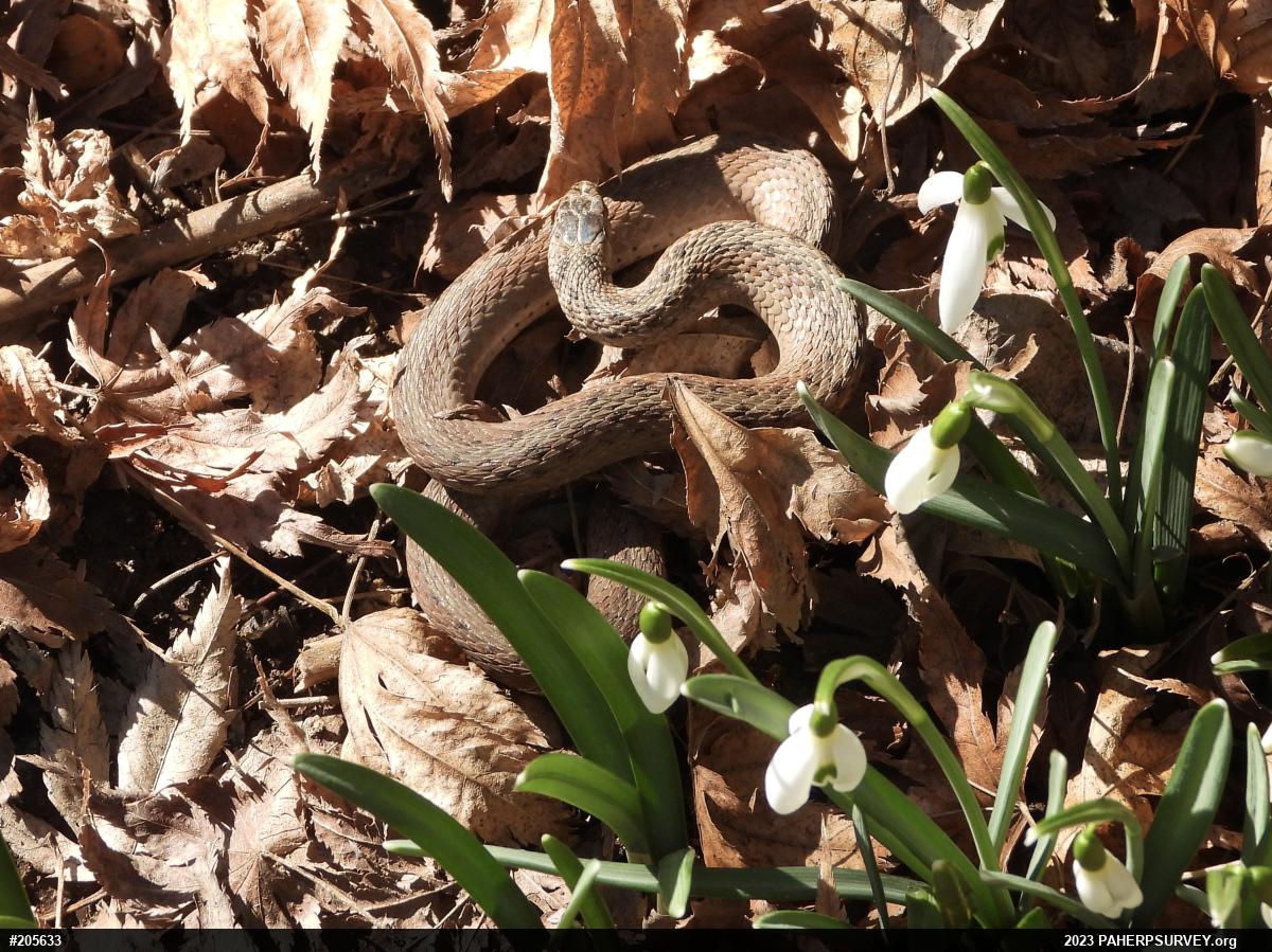 Dekay's Brownsnake
