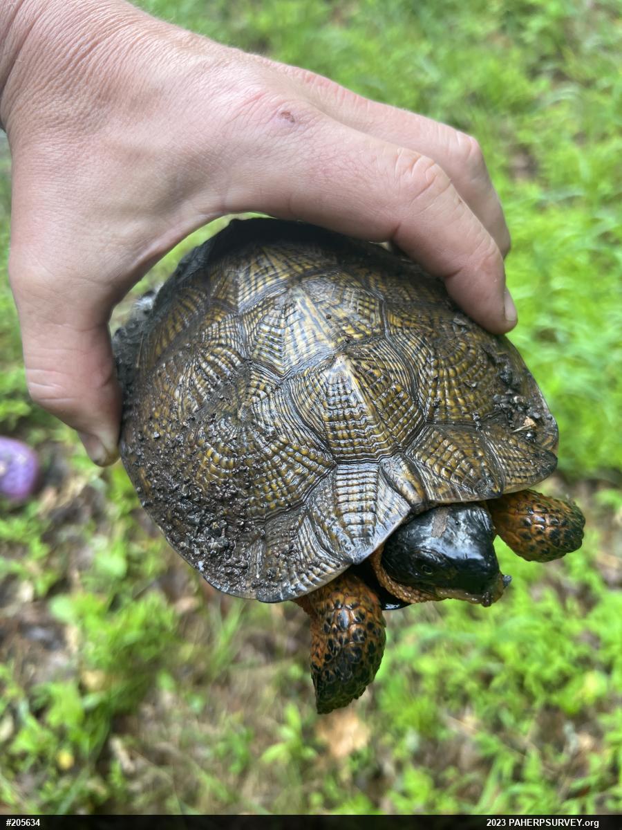 Wood Turtle