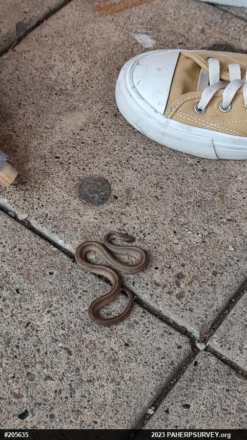 Dekay's Brownsnake