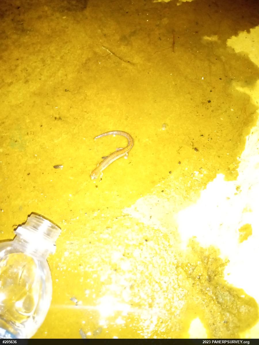 Eastern Red-backed  Salamander