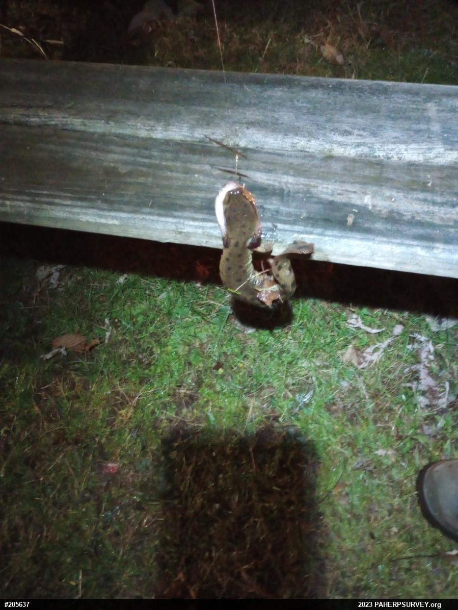 Common Mudpuppy