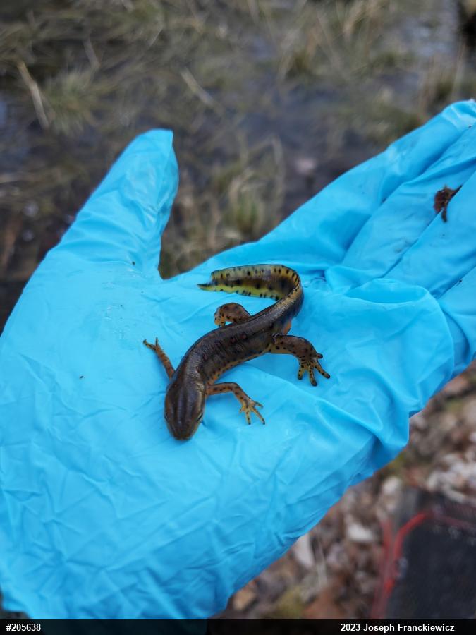 Red-spotted Newt