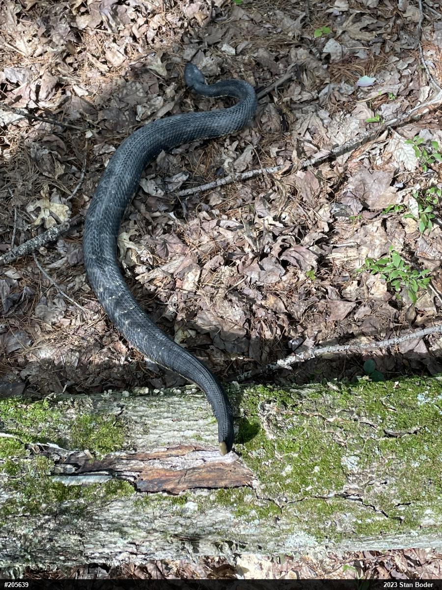 Timber Rattlesnake