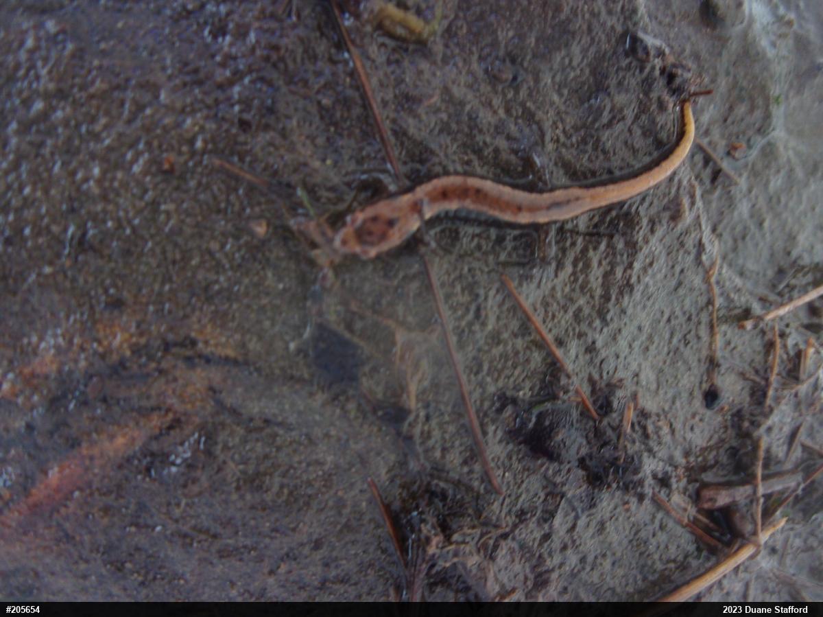 Allegheny Mountain Dusky Salamander