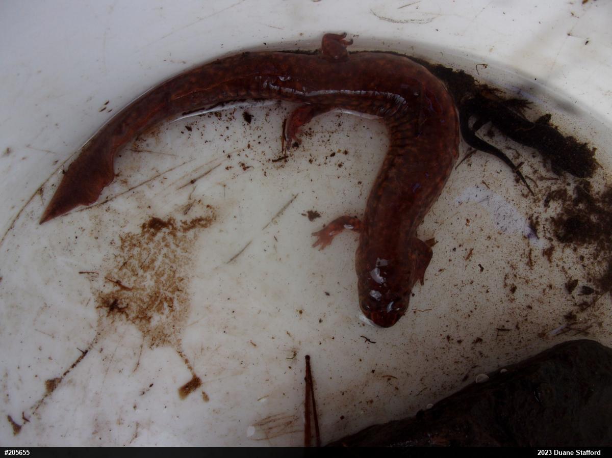 Northern Spring Salamander