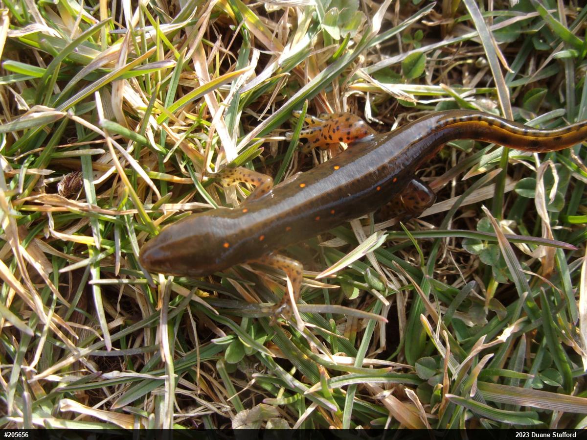 Red-spotted Newt