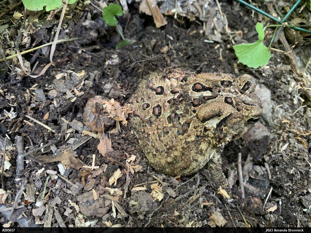 Eastern American Toad