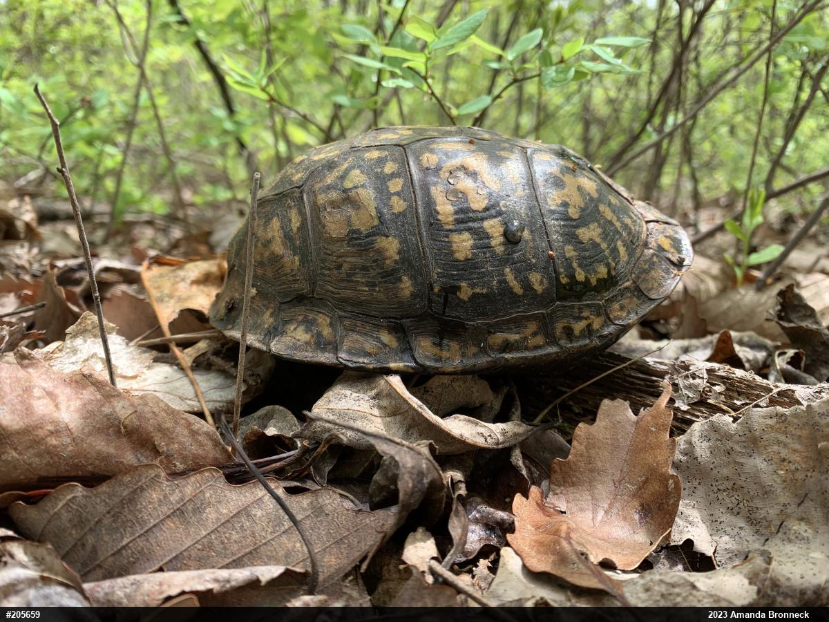 Eastern Box Turtle