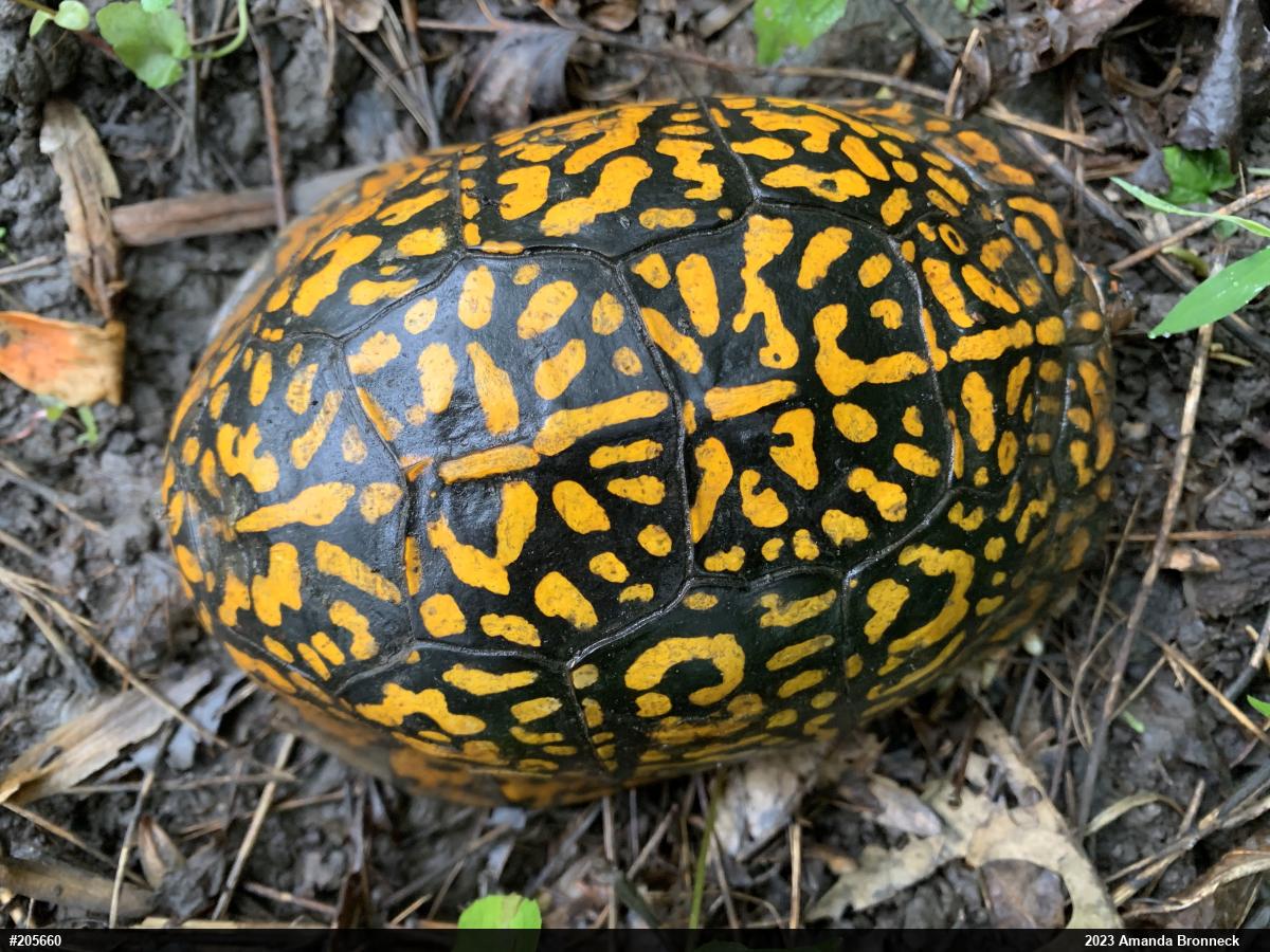 Eastern Box Turtle