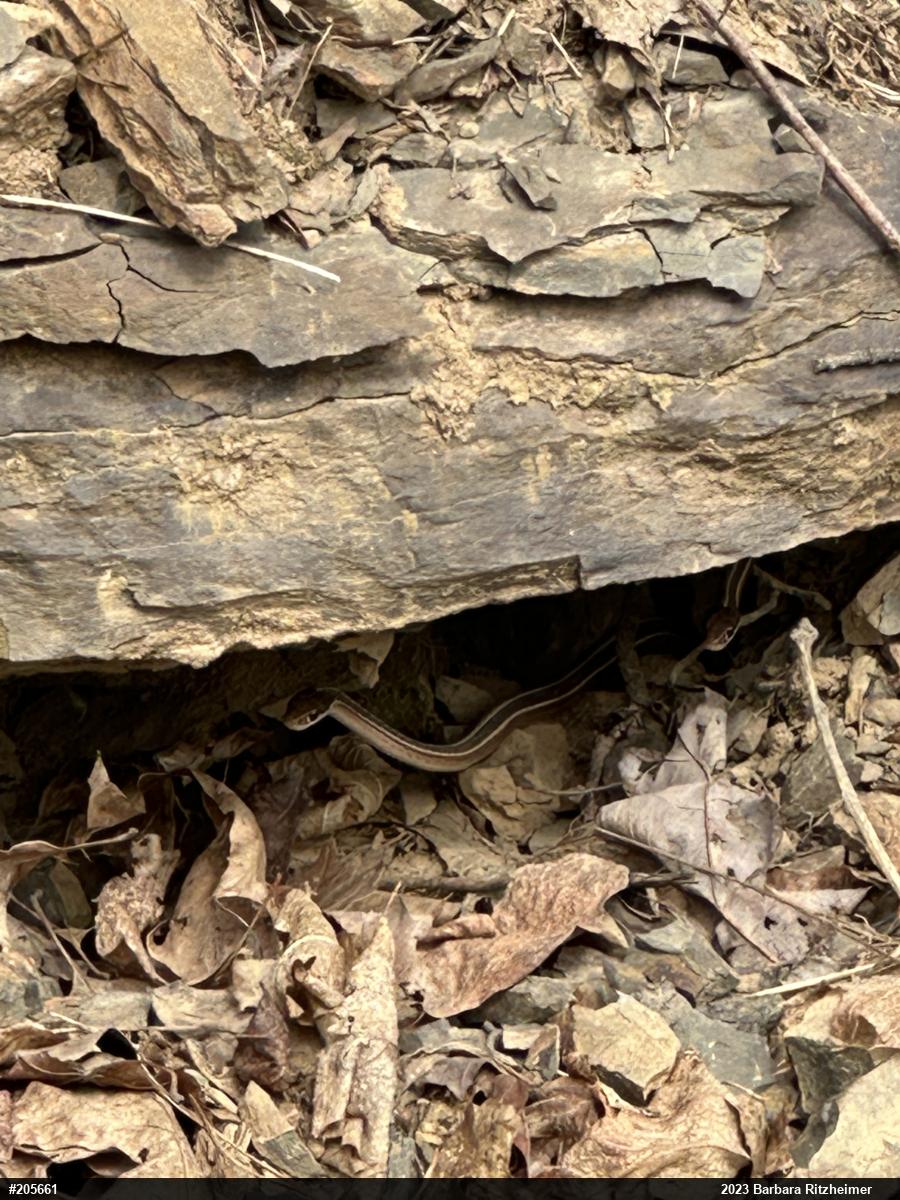 Common Ribbonsnake
