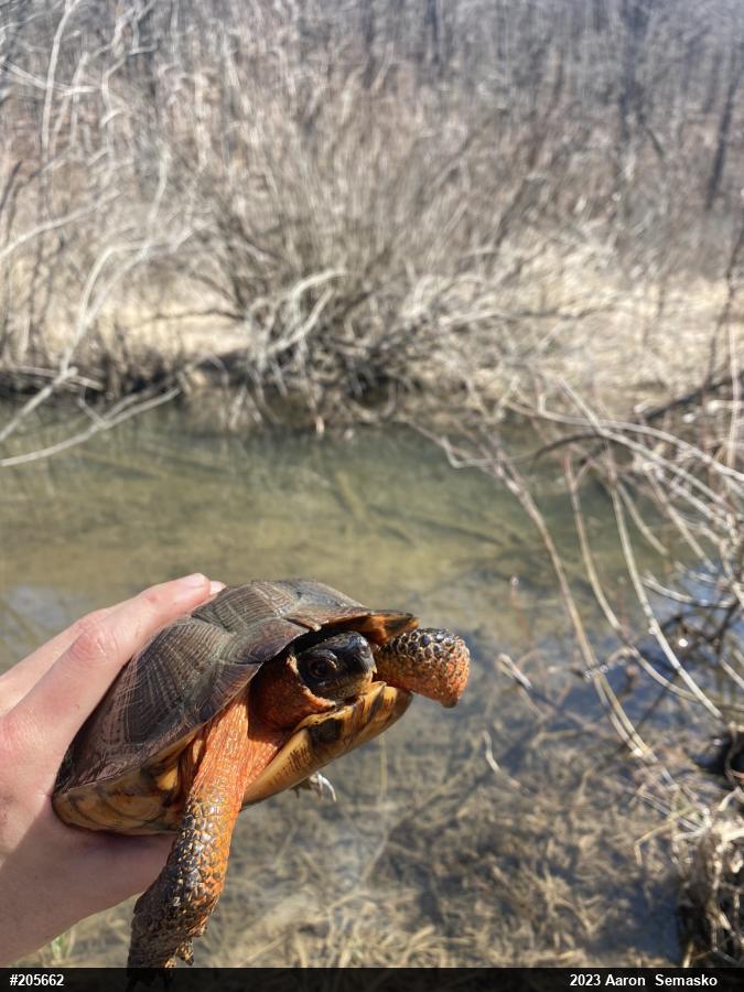 Wood Turtle