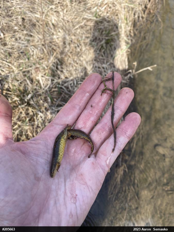 Red-spotted Newt