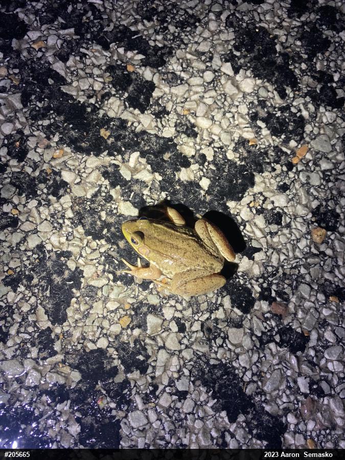 Green Frog