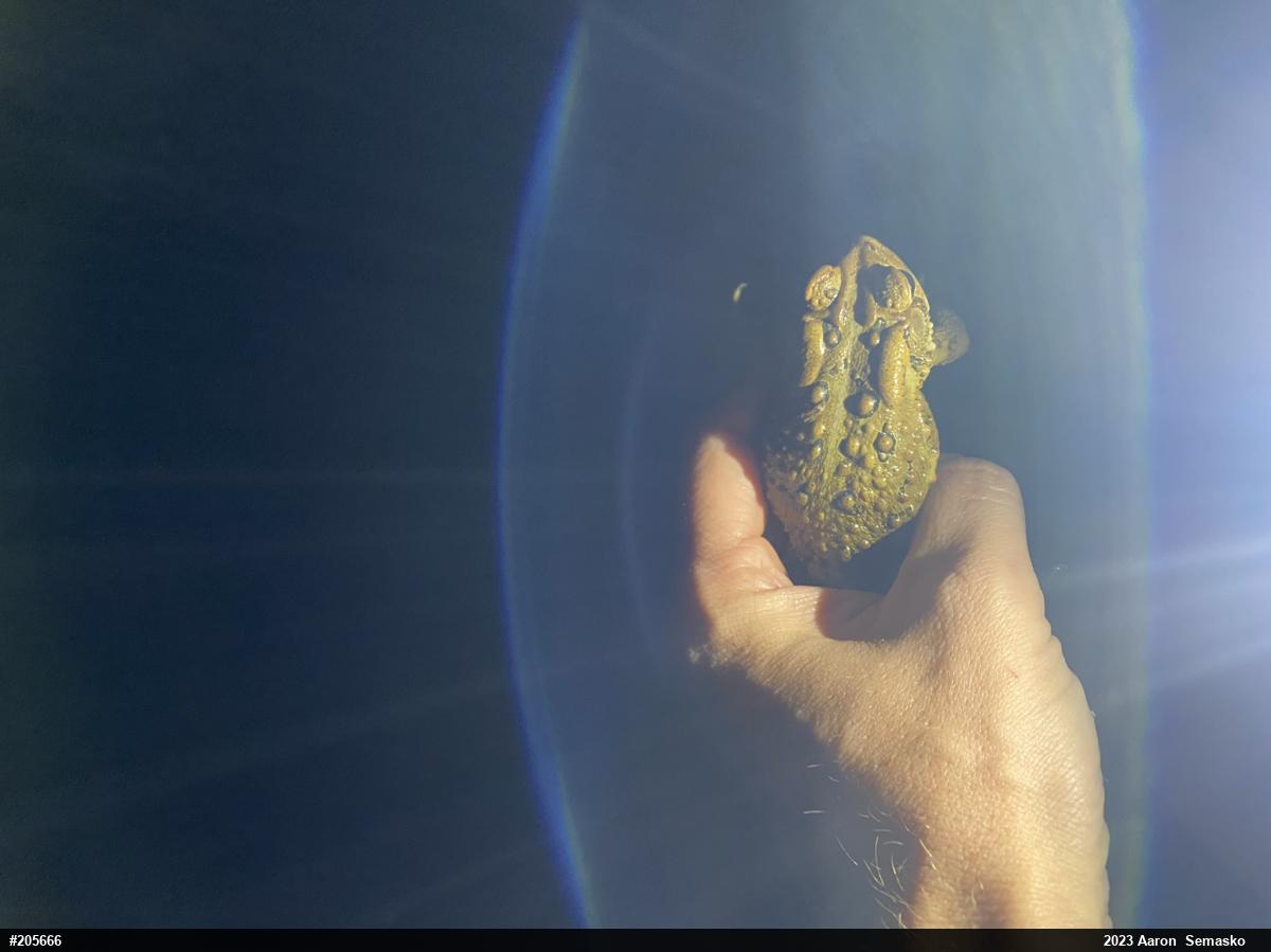 Eastern American Toad
