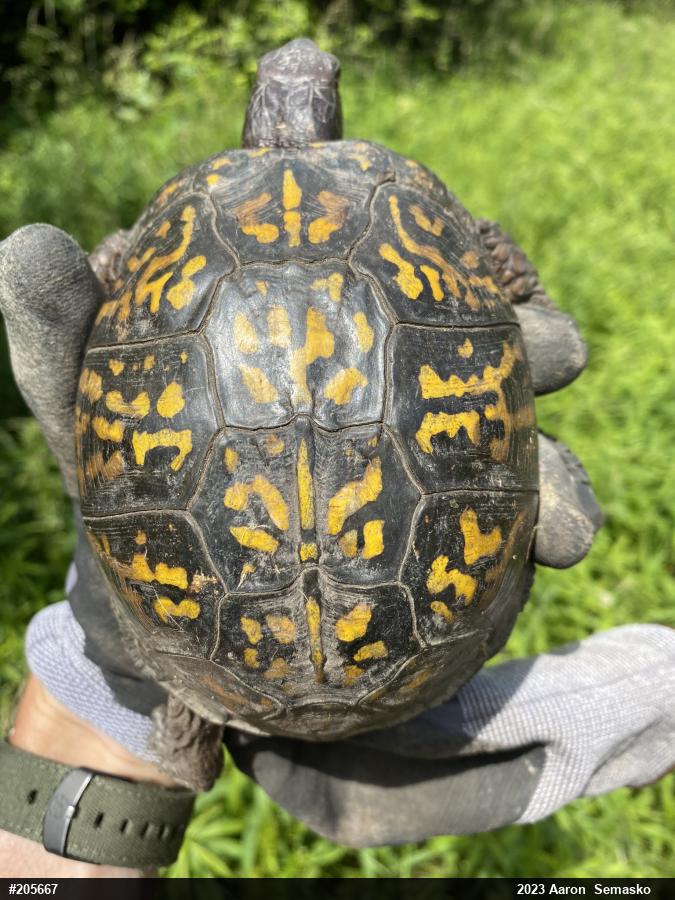 Eastern Box Turtle