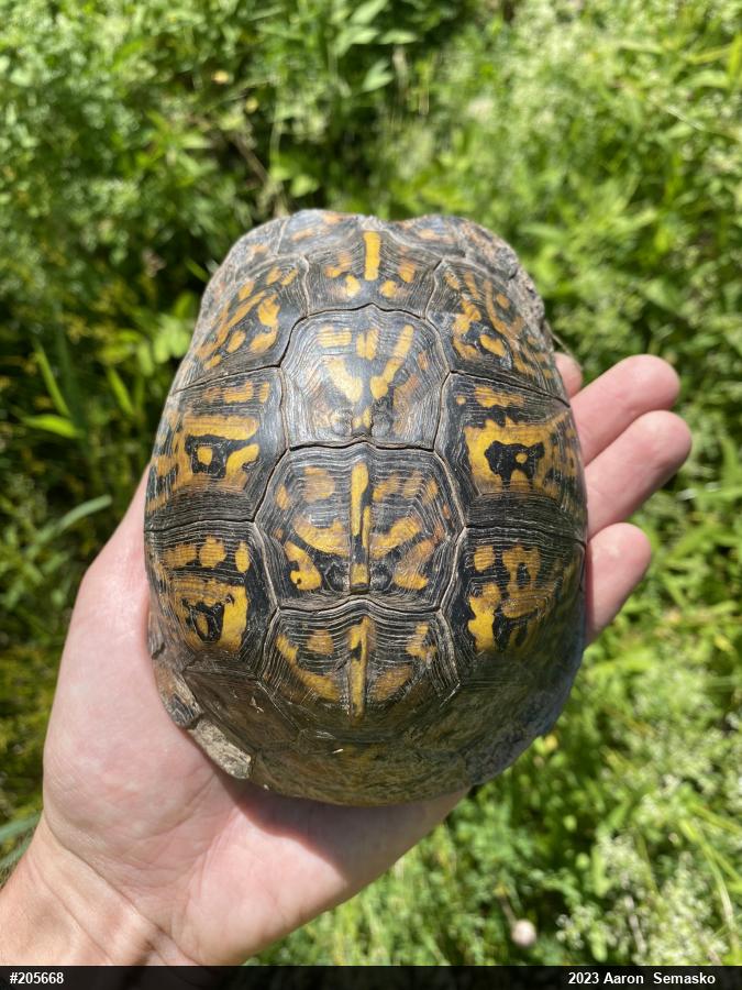 Eastern Box Turtle