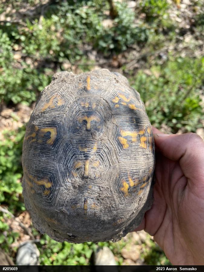 Eastern Box Turtle