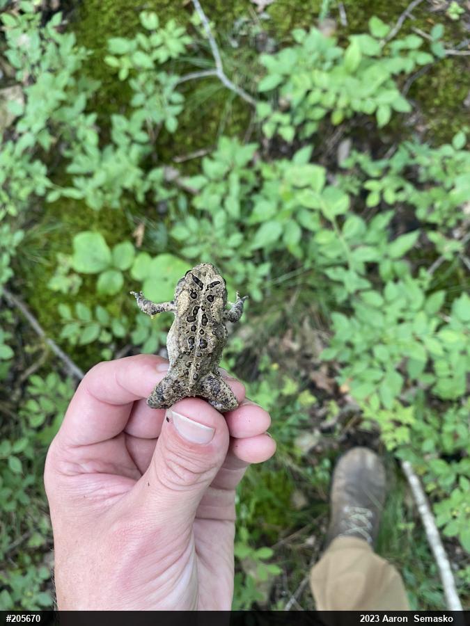 True Toads