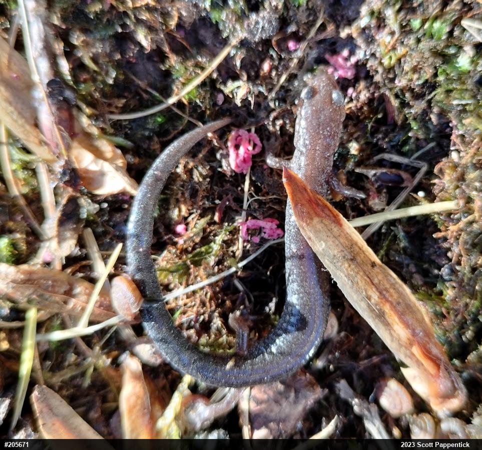 Eastern Red-backed  Salamander