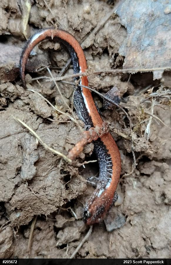Eastern Red-backed  Salamander