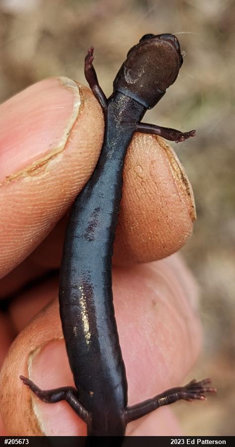 Valley And Ridge Salamander