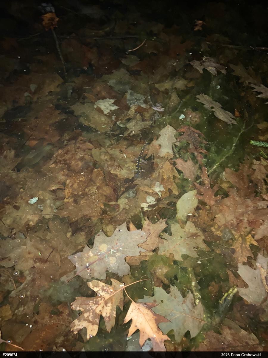 Spotted Salamander
