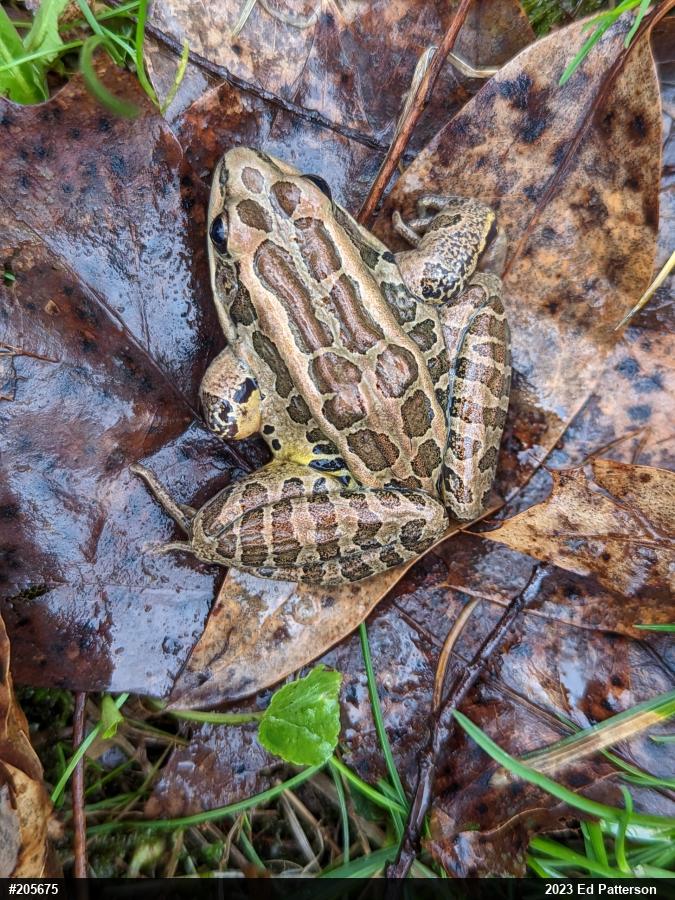 Pickerel Frog