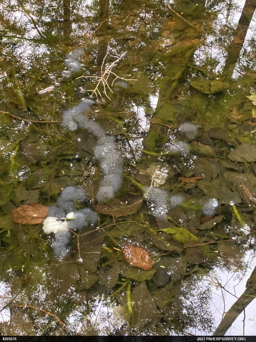 Spotted Salamander