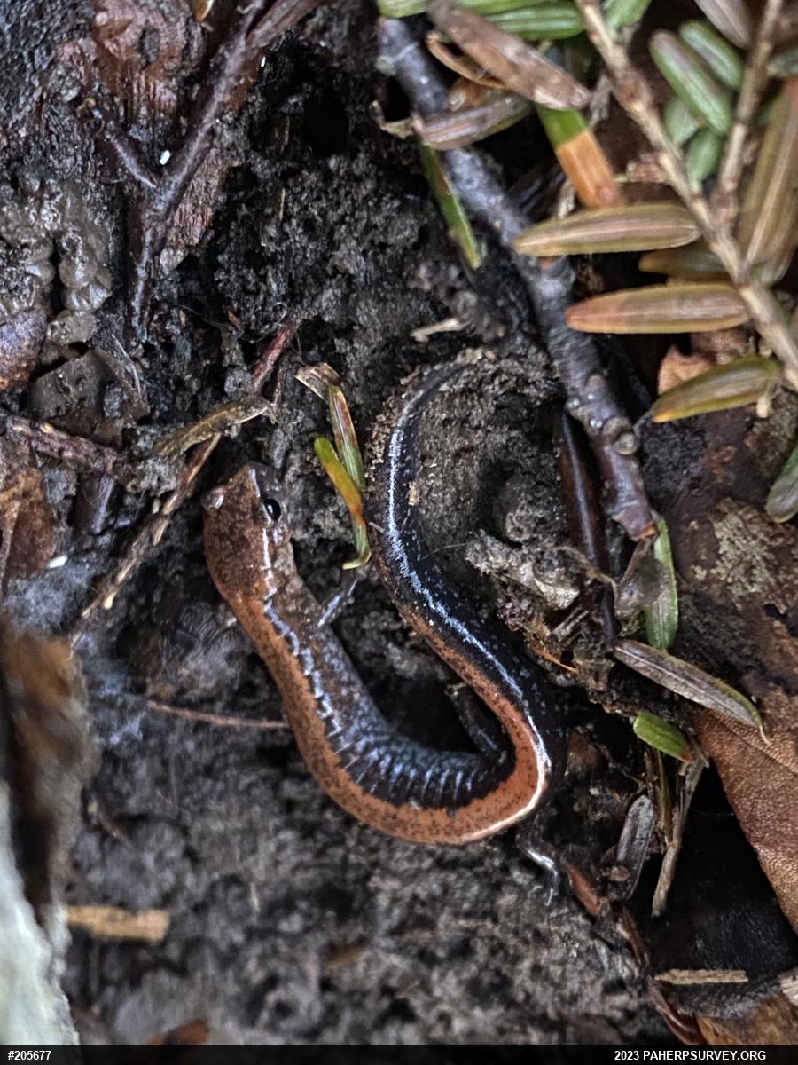 Eastern Red-backed  Salamander