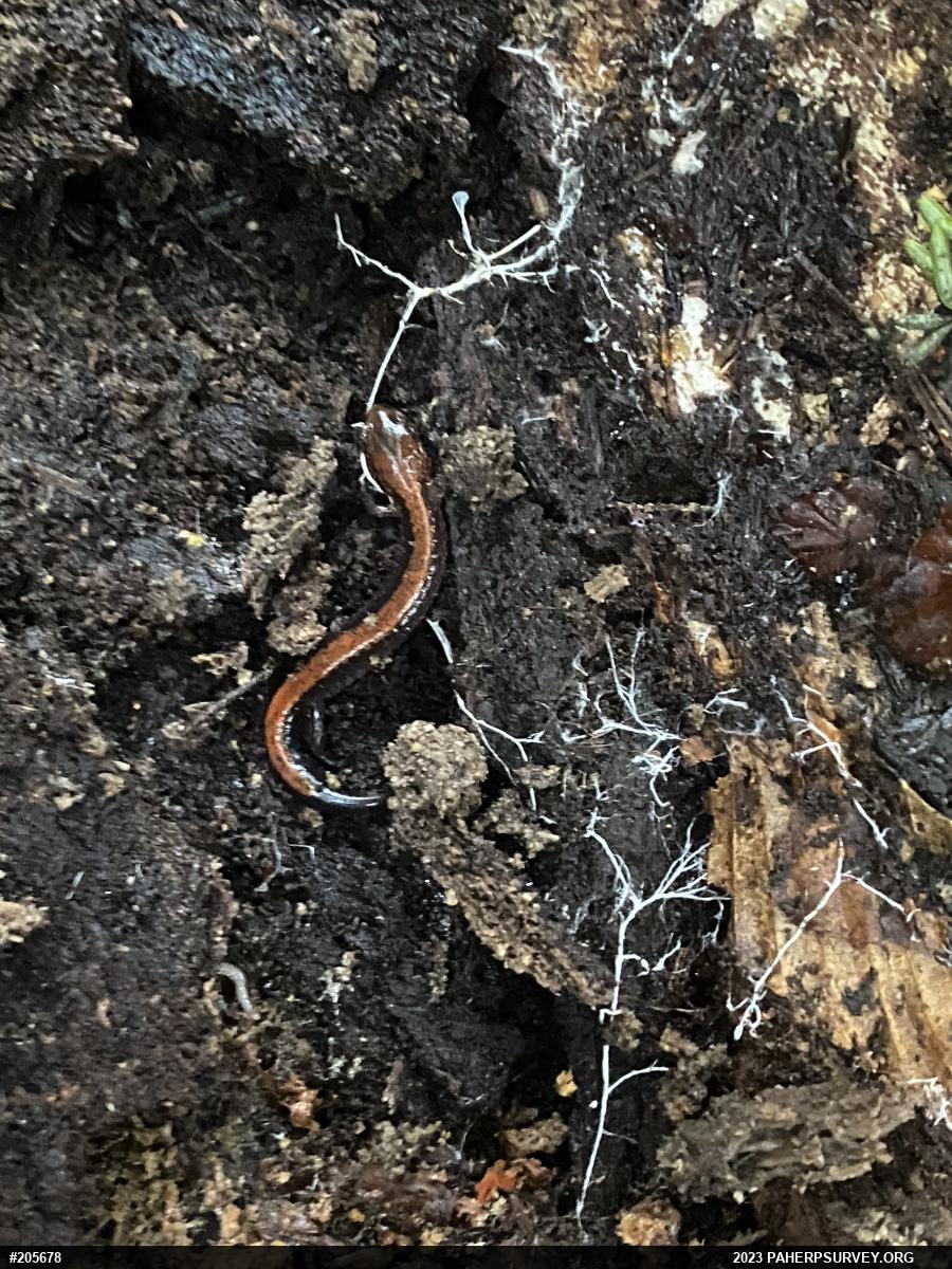 Eastern Red-backed  Salamander