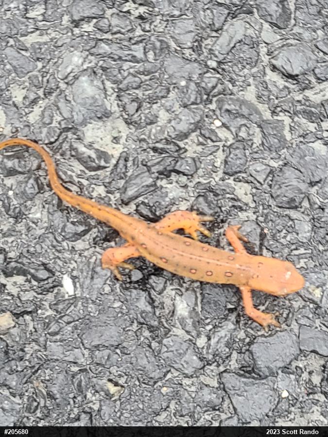 Red-spotted Newt