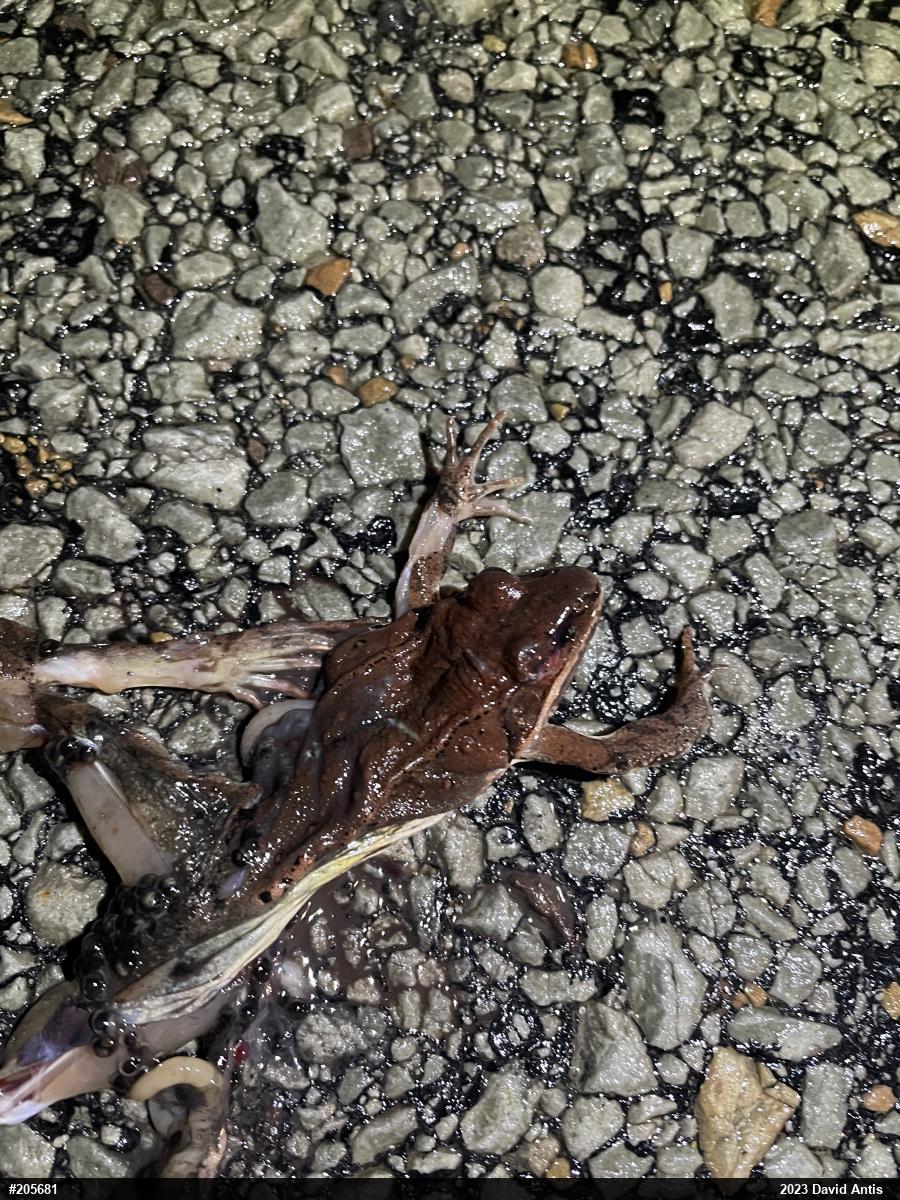 Wood Frog