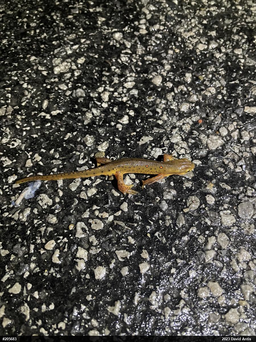 Red-spotted Newt