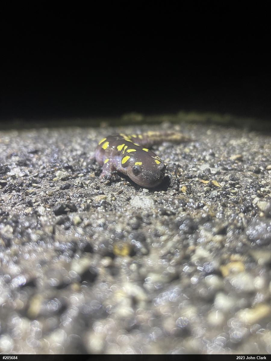 Spotted Salamander
