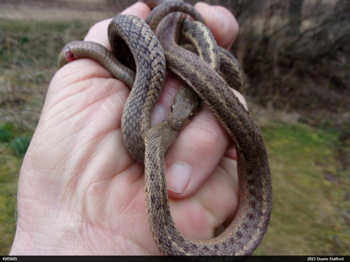 Eastern Gartersnake