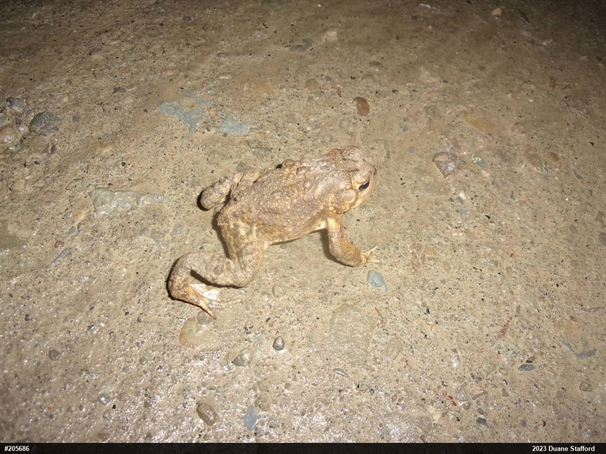 Eastern American Toad