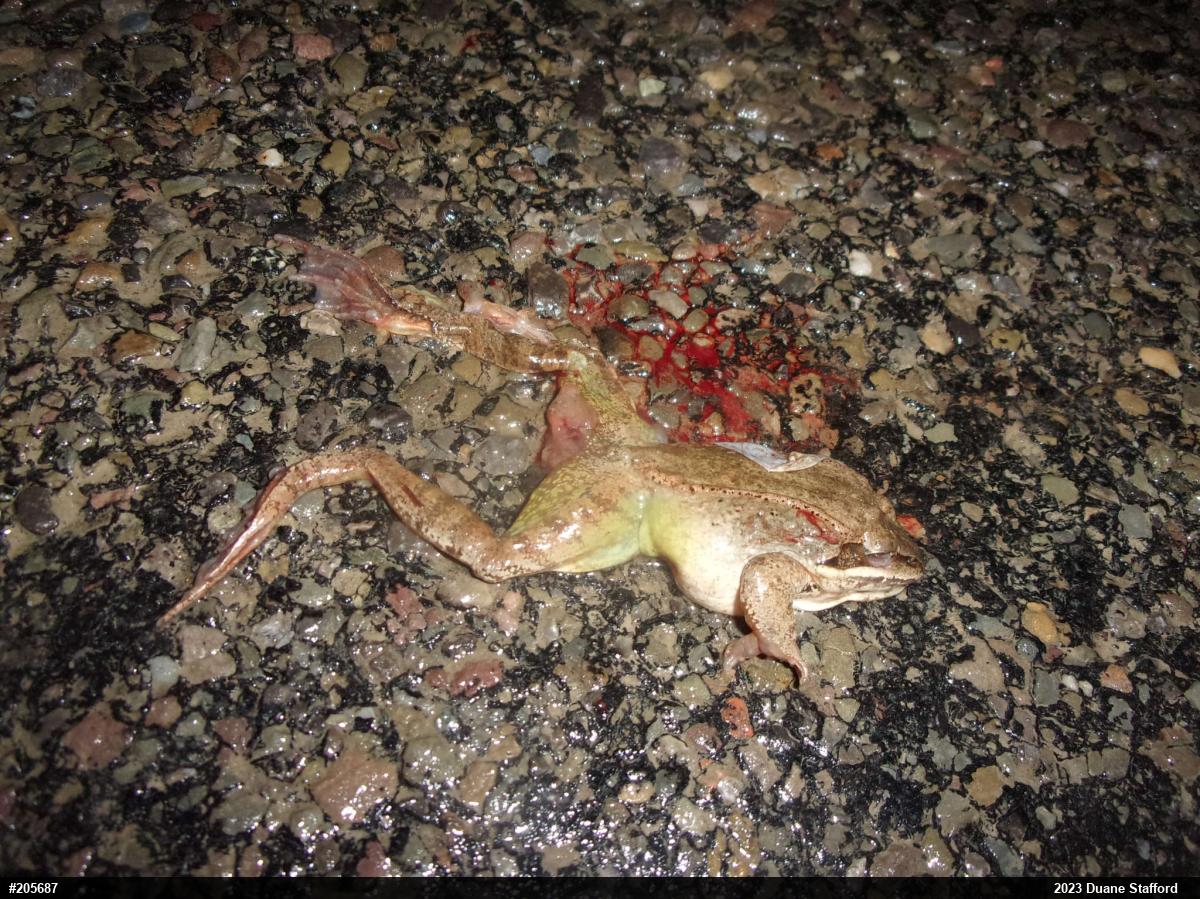 Wood Frog