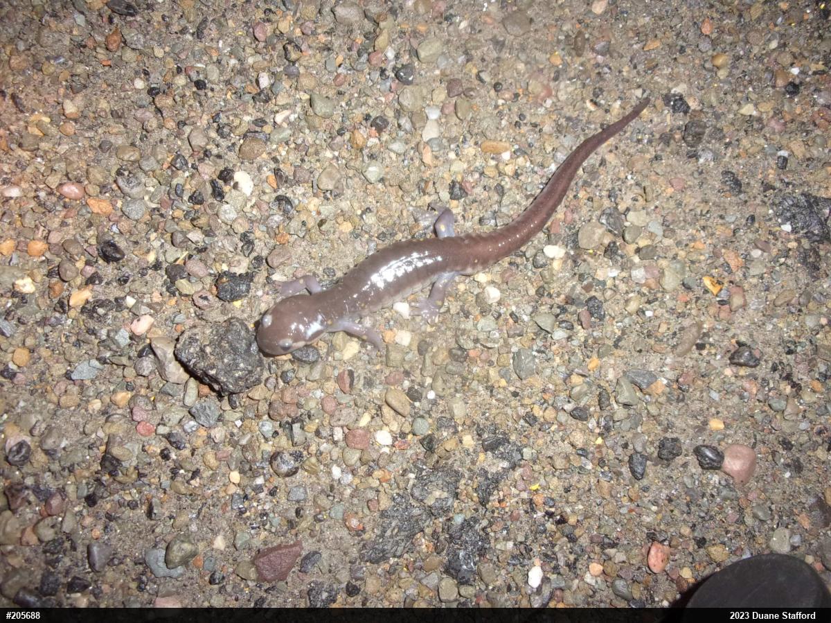 Spotted Salamander