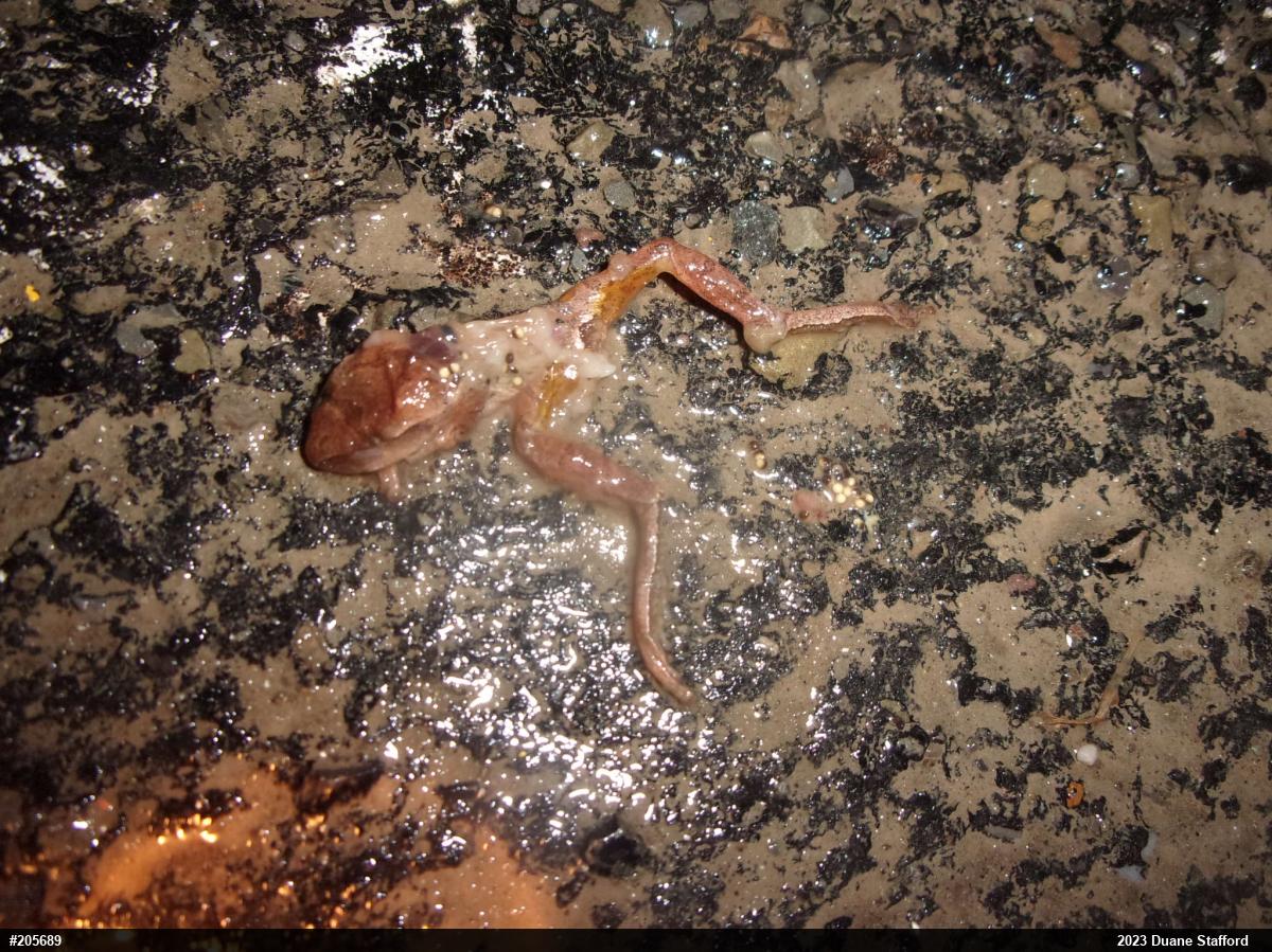 Spring Peeper