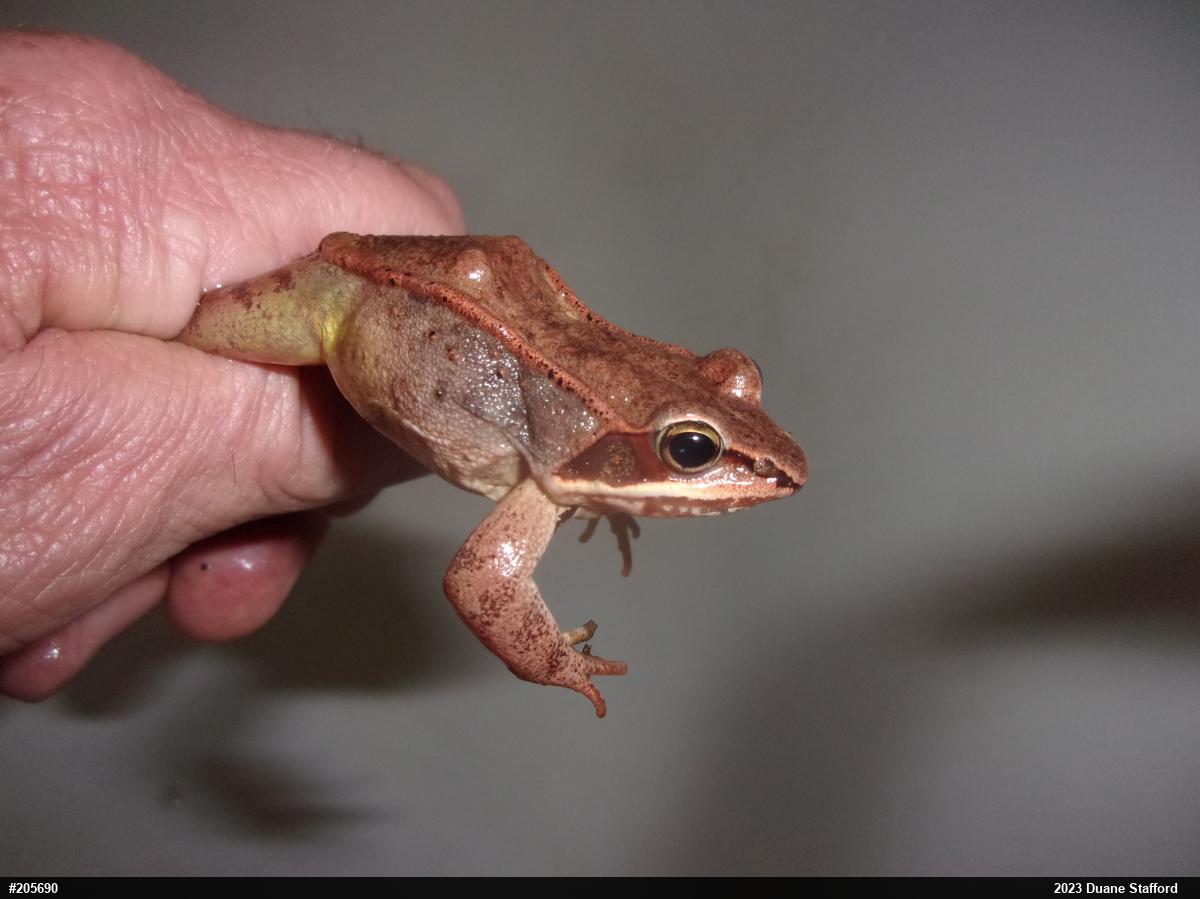 Wood Frog